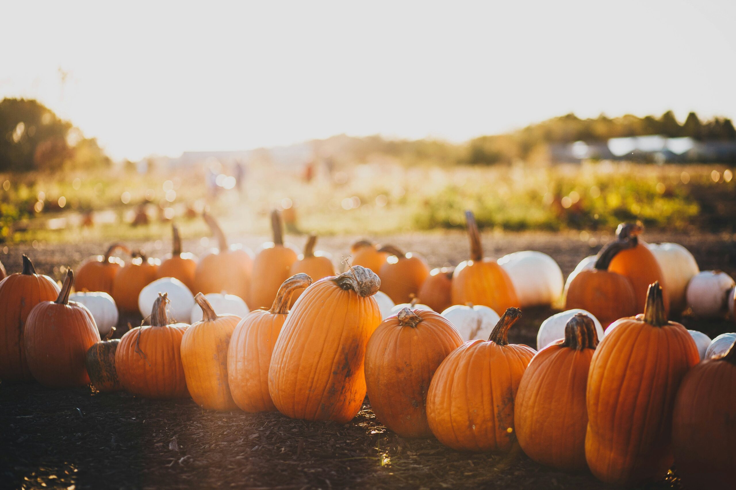 Orange and white pumpkins lined up in the sunshine at a Union County fall festival.